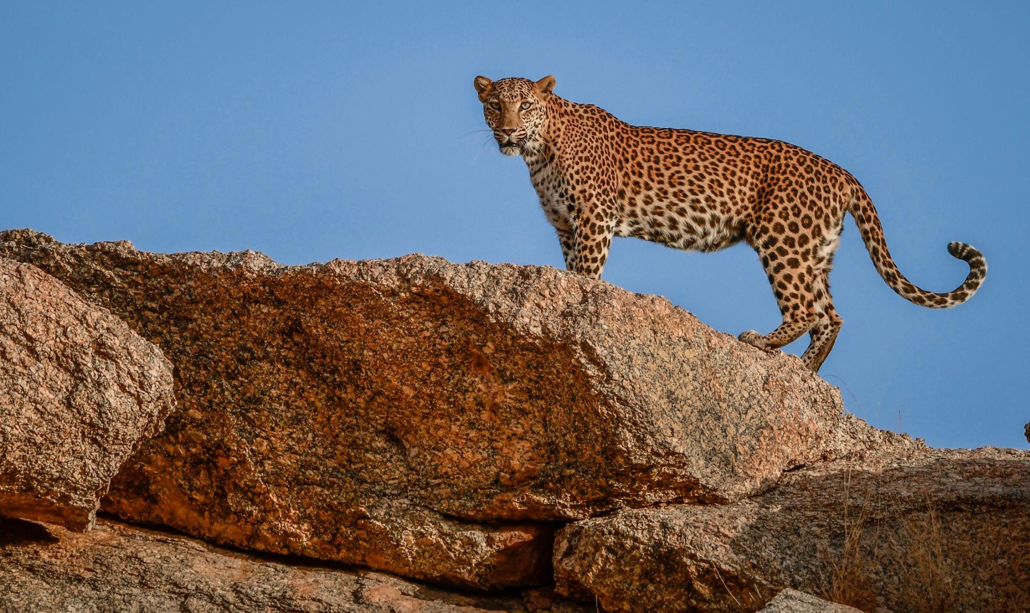 Jawai Wildlife Safari