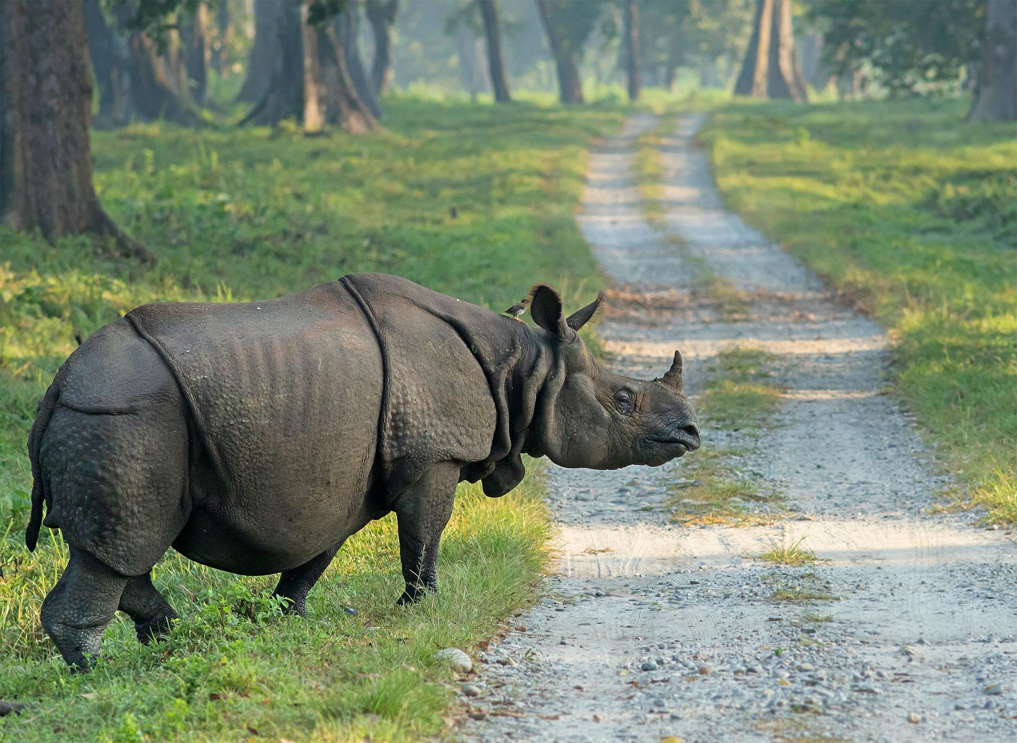 Kaziranga National Park