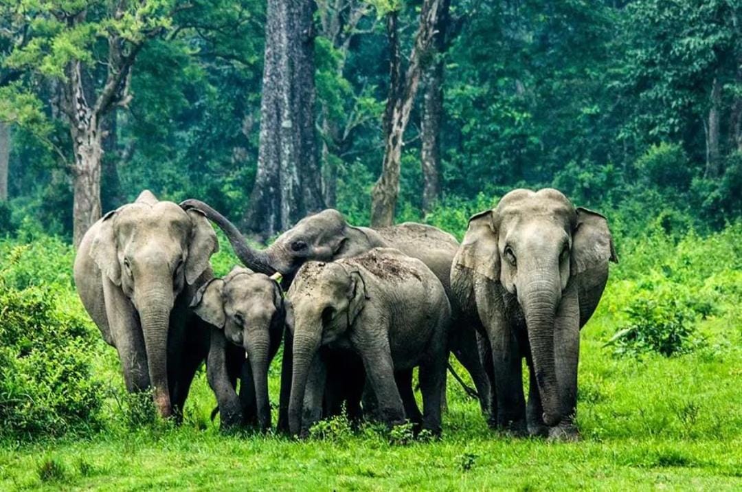 Dooars Wildlife Safari