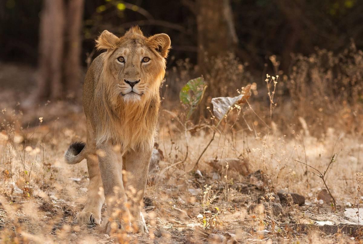 Gir Wildlife Safari