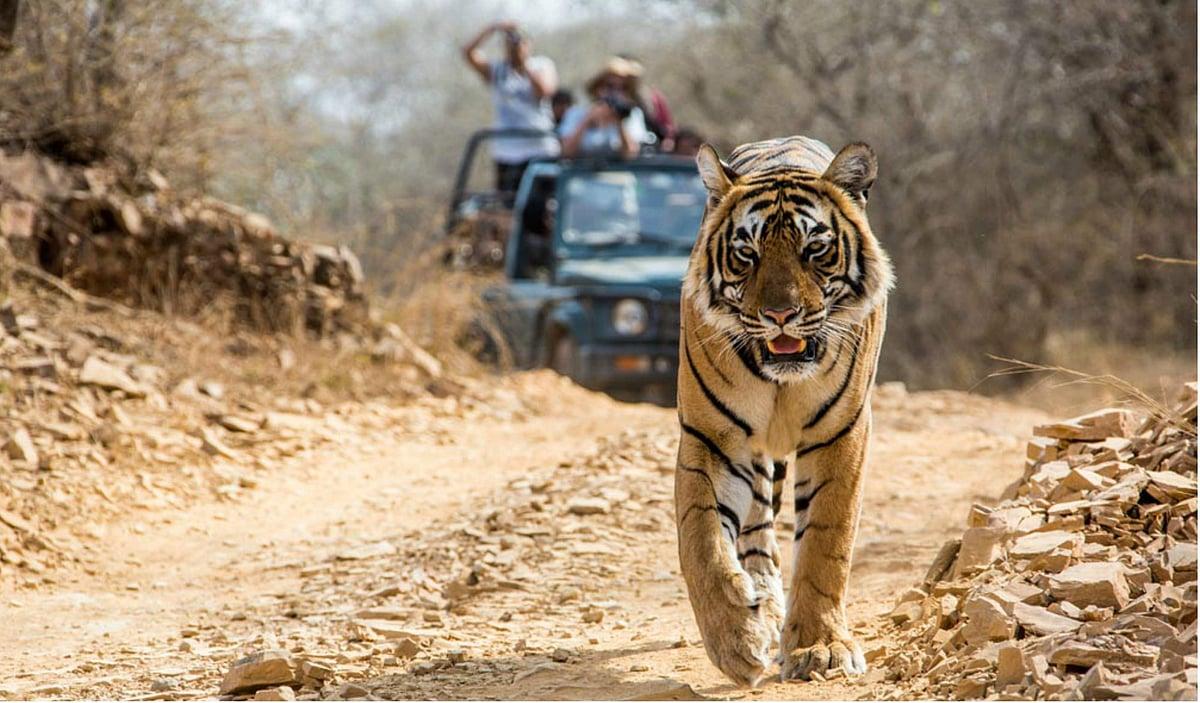 Wildlife Safari