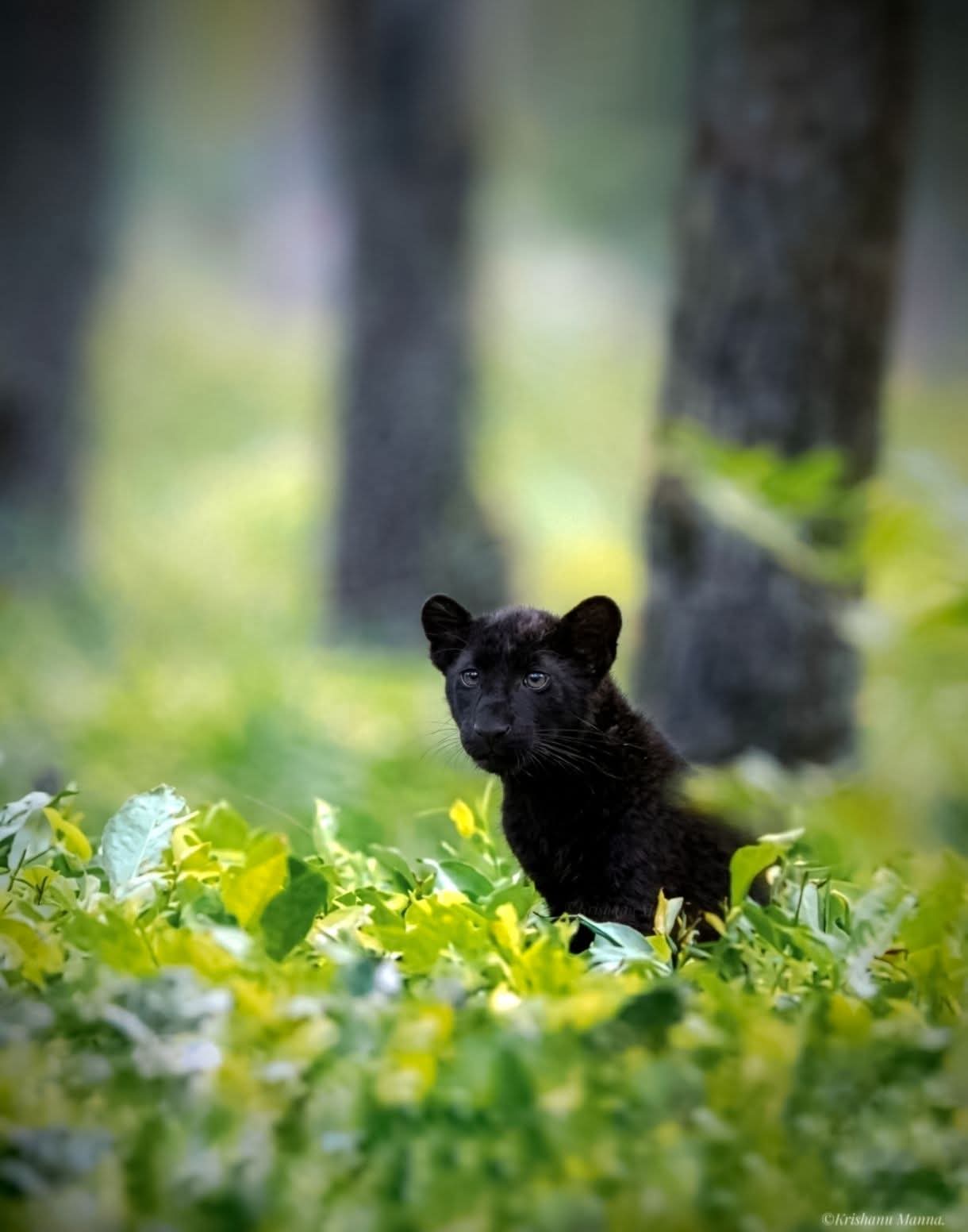 Manas Wildlife Sanctuary