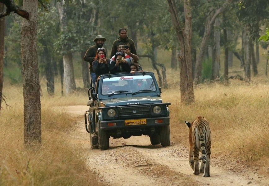 Pench Wildlife Safari