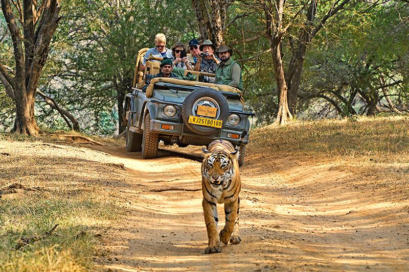 Ranthambore Tiger Safari