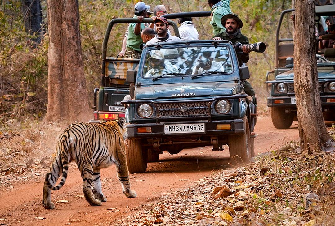 Tadoba Wildlife Safari